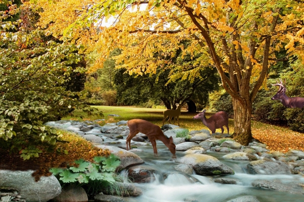 Creation of Autumn Along the Creek: Step 11